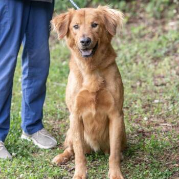 Labrador Retriever and Mixed Breed Dogs Available for Adoption in Memphis, Tennessee - RAPHAEL-30638 | PetCurious
