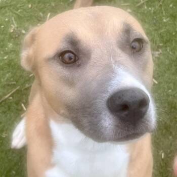 Mixed Breed and Black Mouth Cur Dogs Available for Adoption in Houston, Texas - Goldie! Miss Congeniality… With A Tail And A Heart To Match! | PetCurious