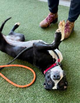 Sookie -  Terrier Dog for Adoption - Sookie | PetCurious