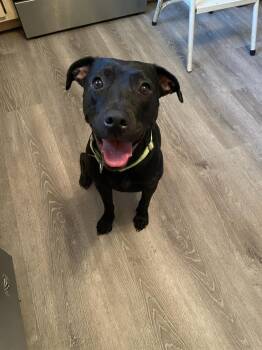 Margot  -  Labrador Retriever and Pit Bull Terrier Dog for Adoption in Silsbee, Texas - Margot  | PetCurious