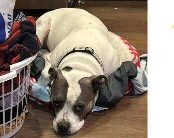 Rescue Pit Bull Terrier Dogs for Adoption in Colorado Springs, Colorado - Arlo | PetCurious