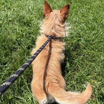 Terrier and Mixed Breed Dogs Available for Adoption in Houston, Texas - Rosebud | PetCurious