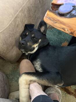 German Shepherd Dog Dogs Available for Adoption in Kirkland, Washington - Roscoe - Playful Boy (Courtesy Post) | PetCurious
