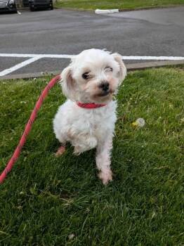 Guava Pop -  Bichon Frise Dog Available for Adoption in Vaudreuil-dorion, Quebec - Guava Pop | PetCurious