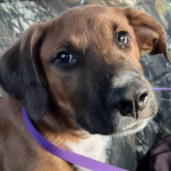Ace -  Hound Dog for Adoption in Water Valley, Mississippi - Ace | PetCurious