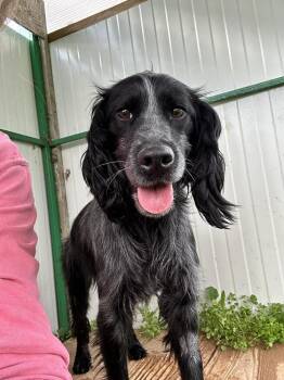 Spaniel Dogs Available for Adoption in Chelsea, Michigan - Available For Adoption -  Cosmos (NY, USA) | PetCurious