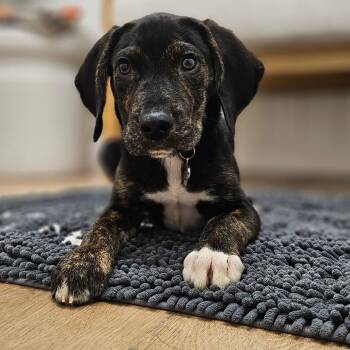 Bubba -  Hound Dog for Adoption in Chesapeake, Virginia - Bubba | PetCurious