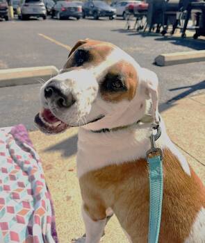 Rescue Hound Dogs for Adoption in Pegram, Tennessee - APOLLO | PetCurious