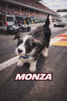 Standard Poodle and Staffordshire Bull Terrier Dogs Available for Adoption in Oxford, Michigan - Monza | PetCurious