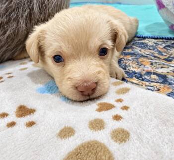 Cheddar -  Mixed Breed Dog for Adoption in Copiague, New York - Cheddar | PetCurious