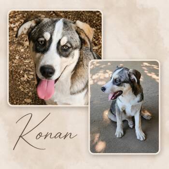 Konan (foster to adopt) -  Husky and Labrador Retriever Dog for Adoption - Konan (foster To Adopt) | PetCurious