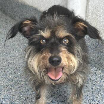 Eloise -  Terrier and Mixed Breed Dog for Adoption in Hawthorne, California - Eloise | PetCurious