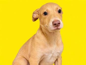 KORA -  Terrier and Mixed Breed Dog for Adoption in Doral, Florida - KORA | PetCurious