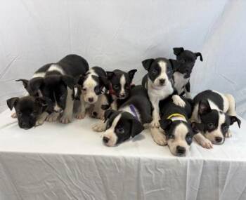 Share Bear -  Pit Bull Terrier and Husky Dog for Adoption in Morton Grove, Illinois - Share Bear | PetCurious