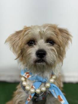 Clover-One of our Amazing Rescue Dogs -  Havanese and Norfolk Terrier Dog for Adoption in Carlsbad, California - Clover-One Of Our Amazing Rescue Dogs | PetCurious