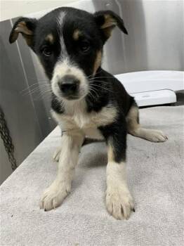 PETREL -  Husky Dog Available for Adoption in Fairbanks, Alaska - PETREL | PetCurious