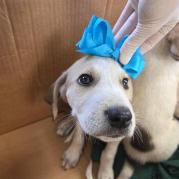260612K097 - Lactose -  Mixed Breed Dog for Adoption in Enterprise, Alabama - 260612K097 - Lactose | PetCurious