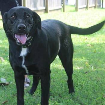 Daisy -  Black Labrador Retriever and Labrador Retriever Dog for Adoption in Madisonville, Kentucky - Daisy | PetCurious