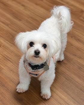 Skye -  Maltipoo Dog for Adoption in Godfrey, Illinois - Skye | PetCurious