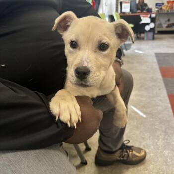 Mixed Breed Dogs Available for Adoption in Philadelphia, Pennsylvania - Mizzy | PetCurious