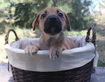 GYPSY -  Shepherd Dog for Adoption in Broomfield, Colorado - GYPSY | PetCurious