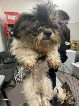 MI AMORE -  Shih Tzu Dog for Adoption in Tracy, California - MI AMORE | PetCurious