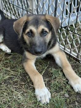 Talon -  German Shepherd Dog Dog for Adoption in Seattle, Washington - Talon | PetCurious