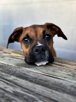 Boxer Dogs Available for Adoption in Richmond, Virginia - Peter | PetCurious