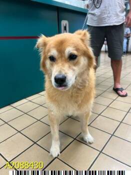 Rescue Mixed Breed Dogs for Adoption in West Palm Beach, Florida - CUTLER | PetCurious