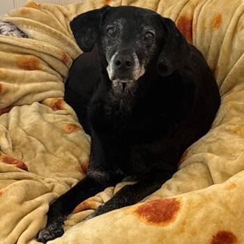 Charlie 1893 -  Black Labrador Retriever Dog for Adoption in Loxahatchee Groves, Florida - Charlie 1893 | PetCurious