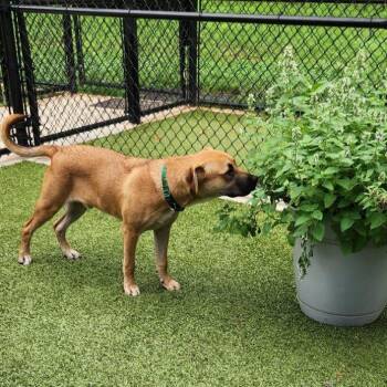 Chief Rocka -  Mixed Breed Dog for Adoption in Greensboro, North Carolina - Chief Rocka | PetCurious