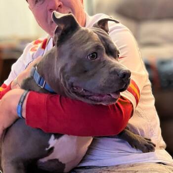 Quincy -  American Staffordshire Terrier and Mixed Breed Dog for Adoption in Tomball, Texas - Quincy | PetCurious