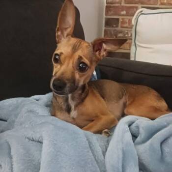 Rescue Chiweenie Dogs for Adoption in Greenville, South Carolina - Lucy Lu | PetCurious