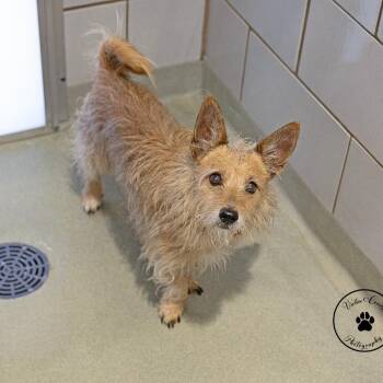 Blitz -  Terrier Dog for Adoption in Portland, Oregon - Blitz | PetCurious