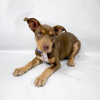 1004 (2026) Colt -  Australian Shepherd and Mixed Breed Dog for Adoption in Parker, Colorado - 1004 (2026) Colt | PetCurious
