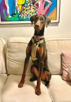 Tessie -  Mixed Breed Dog for Adoption in Fairfax, Virginia - Tessie | PetCurious