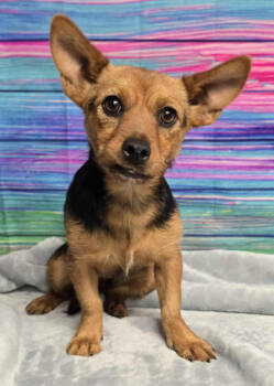 Rescue Terrier and Chihuahua Dogs for Adoption in Littleton, Colorado - Iris | PetCurious