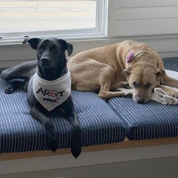 Geoffrey -  Black Labrador Retriever Dog for Adoption in San Diego, California - Geoffrey | PetCurious