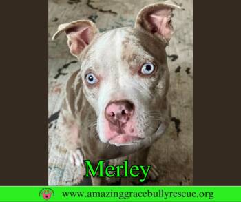 American Bulldog Dogs Available for Adoption in Pensacola, Florida - Merley Aka Luna | PetCurious