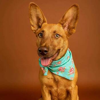 Batsy -  Pharaoh Hound and Mixed Breed Dog for Adoption in Anahuac, Texas - Batsy | PetCurious
