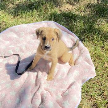 Sugar Bear -  Collie Dog for Adoption in Medfield, Massachusetts - Sugar Bear | PetCurious