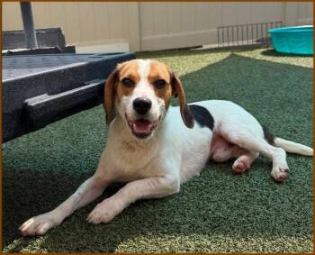 Bolt -  Beagle Dog for Adoption in Waterford, New Jersey - Bolt | PetCurious