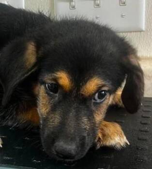 Smore -  Shepherd and Mixed Breed Dog for Adoption in Kansas City, Missouri - Smore | PetCurious
