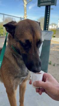 Belgian Shepherd Malinois Dogs Available for Adoption - Elenor | PetCurious