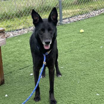 Labrador Retriever and Shepherd Dogs Available for Adoption in Bristol, Indiana - Nino | PetCurious