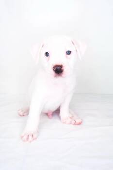 Odie -  Pit Bull Terrier Dog for Adoption in Bixby, Oklahoma - Odie | PetCurious