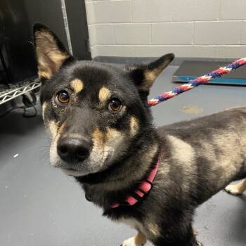 Rescue Mixed Breed Dogs for Adoption in Allentown, Pennsylvania - Shebie | PetCurious