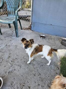 Taffy -  Chihuahua and Pomeranian Dog Available for Adoption in Santa Rosa, California - Taffy | PetCurious
