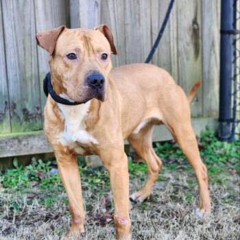 Pit Bull Terrier Dogs Available for Adoption in Cumming, Georgia - Bowser | PetCurious