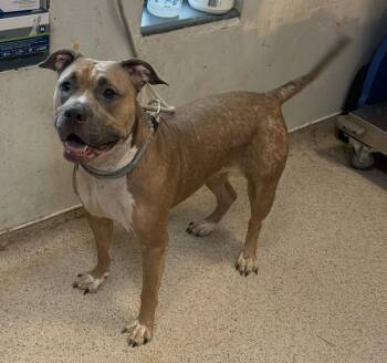 Carrot Top -  Mixed Breed Dog for Adoption in New York, New York - Carrot Top | PetCurious